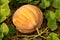 A big pumpkin in the plant with leaves in a farm field.