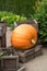 Big pumpkin set on wooden chips in vintage decorative crates