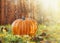 Big pumpkin on wooden fence in grass with autumn foliage in sunlight