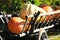 Big pumpkins on isolated old antique wooden cart wagon in bright autumn sun on a meadow of a dutch rural farm - Netherlands