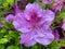 Big Purple Azalea Flower in Spring