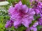 Big Purple Azalea Flower in Spring in April