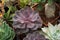 Big purple echeveria plant in greenhouse garden