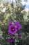 Big purple flower of hollyhock Alcea rosea blooming,