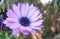 Big purple flower Osteospermum known as African daisy