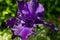 Big Purple Iris