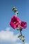 Big purple red mallows flowers on blue backround