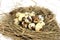 Big quail nest