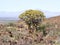 Big Quvier Tree Central Namibia.