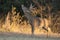 Big racked whitetail buck making a scent marking on overhanging twig