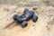 Big radio controlled buggy car driving fast and slipping on sand. RC toy moving fast on cross-terrain surface with dust and mud ou