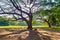 A big rain tree spread out wide branches over dry leaves on the ground in front of the sun with nature background.