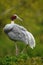 Big rare bird Sarus Crane, Grus antigone, with green forest in background, India, Asia