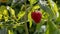 A big raspberry berry on a branch in the garden