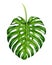 Big realistic leaf of monstera.