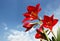 Big Red Amaryllis Lily Flowers against Sky