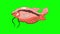 Big Red Aquarium Fish Gourami Chroma Key looped