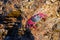 Big red athlantic crab resting on volcanic stone