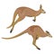 Big red Australian kangaroos jumping. Wild animals of Australia. Fauna. Endemic species. Vector illustration