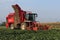 A big red beet harvester closeup is harvesting beets