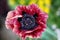 Big red and black poppy flower