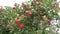 Big red bush viburnum