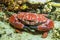Big red crab on a night walk near Bunaken island