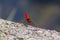 Big red dragonfly odonata warming up on a stone in the sun for the next hunt for insects has big filigree wings, a red body