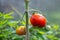 Big red ecological tomato, grown in private greenhouse