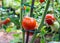 Big red ecological tomato, grown in private greenhouse