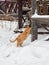 Big red fluffy cat sharpens its claws. Pets, the concept of Christmas and hugge - a red striped cat in winter on snow. Animals in