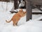 Big red fluffy cat sharpens its claws. Pets, the concept of Christmas and hugge - a red striped cat in winter on snow. Animals in