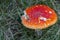 Big red fly agaric in grass. Beautiful growing amanita muscaria close up. Poison mushroom concept. Autumn harvest.