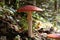 Big red fly agaric grows in autumn wood. Picturesque place in wood heart