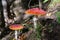 Big red fly agaric grows in autumn wood. Picturesque place in wood heart