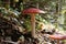 Big red fly agaric grows in autumn wood. Picturesque place in wood heart