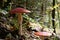 Big red fly agaric grows in autumn wood. Picturesque place in wood heart