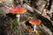 Big red fly agaric grows in autumn wood. Picturesque place in wood heart