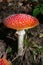 Big red fly agaric grows in autumn wood. Picturesque place in wood heart