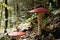 Big red fly agaric grows in autumn wood. Picturesque place in wood heart