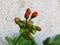 Big Red Geranium. Hot red geranium buds on grey background.