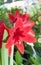 Big red Hippeastrum