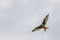 Big red kite bird with huge wings