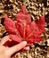 Big red maple trees leaf