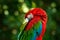 Big red parrot Red-and-green Macaw, Ara chloroptera, sitting on the branch with head down, Brazil. Wildlife scene in nature. Beaut