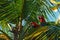 Big red parrot Red-and-green Macaw, Ara chloroptera, sitting on the branch, palm tree. Trinidad and Tobago. Wildlife scene in natu