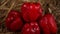 Big red peppers lie on the hay. Pure pepper in the rain. drops of water flow down the vegetable. Close-up.