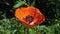 Big red poppy blooms on green background