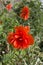 Big red poppy growing on the street in summer. Papaver