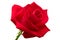 Big red rose isolated